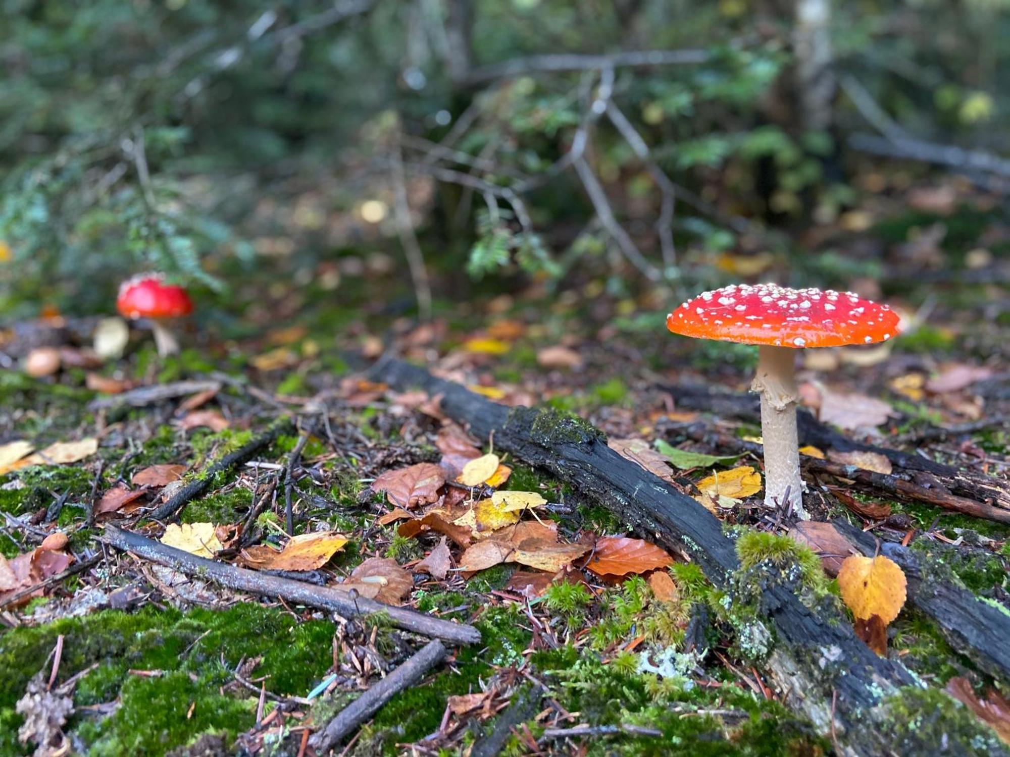 Morvan La Pastourelle Quarré-les-Tombes Esterno foto